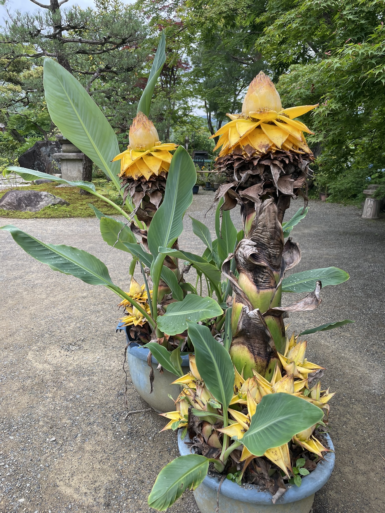 常寂光寺に参りました。