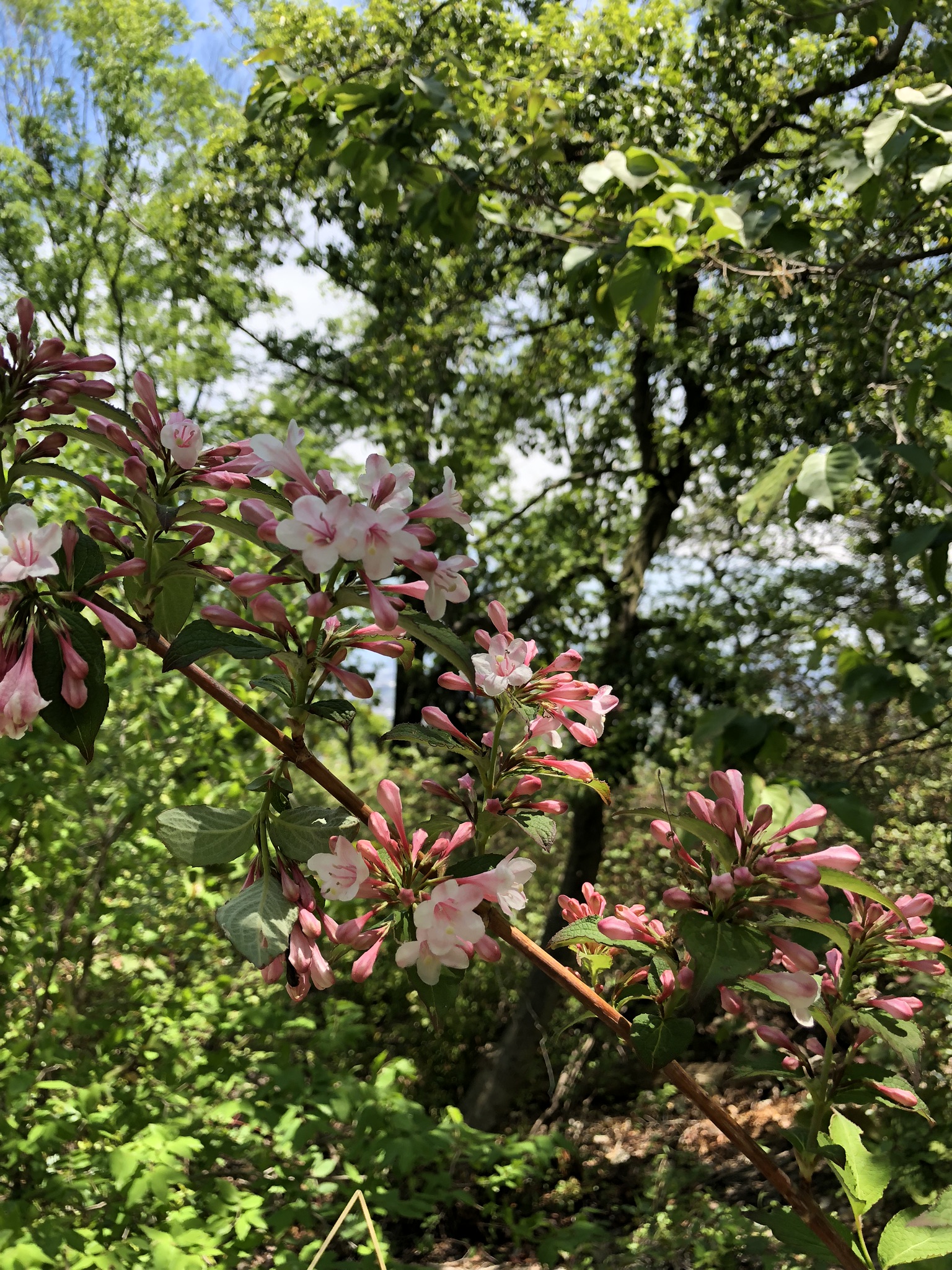 5月8日　散策