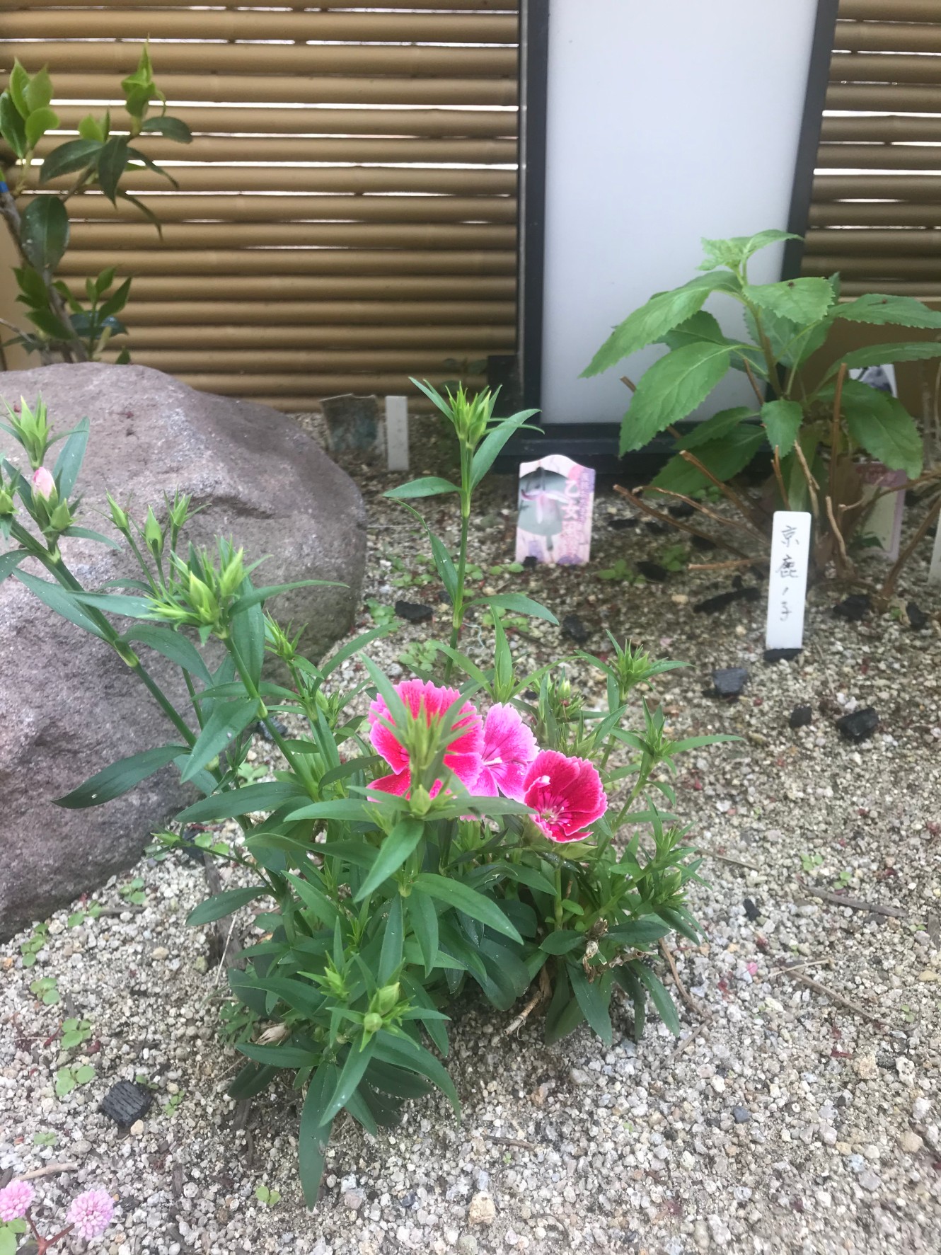 お花の名前わかりましたか？