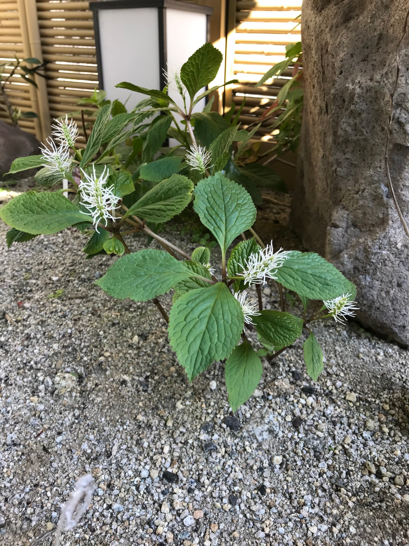 お花の名前わかりましたか？