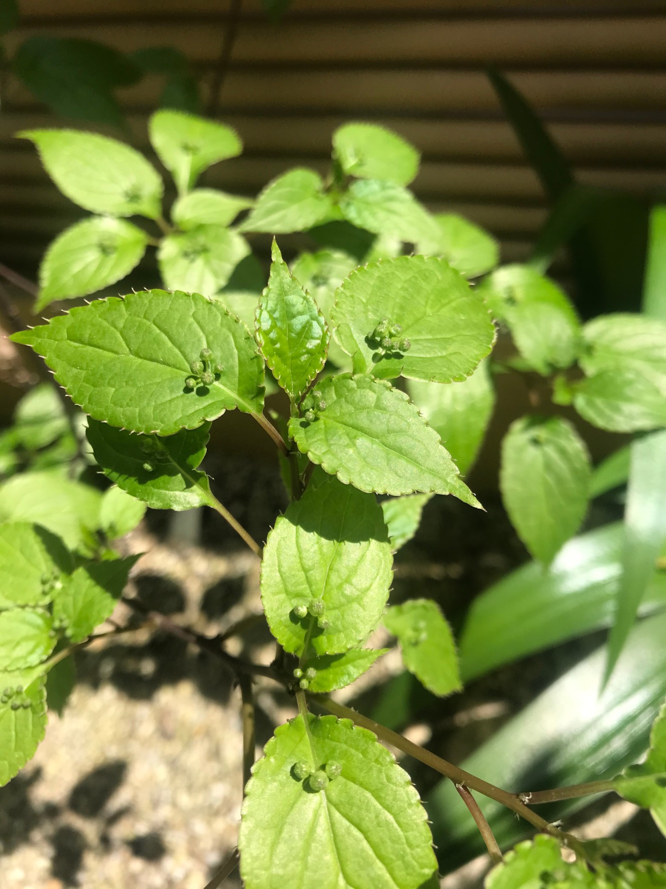 お花の名前わかりましたか？