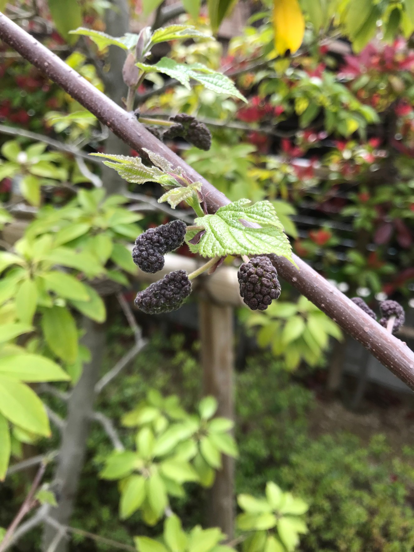 お花の名前わかりましたか？