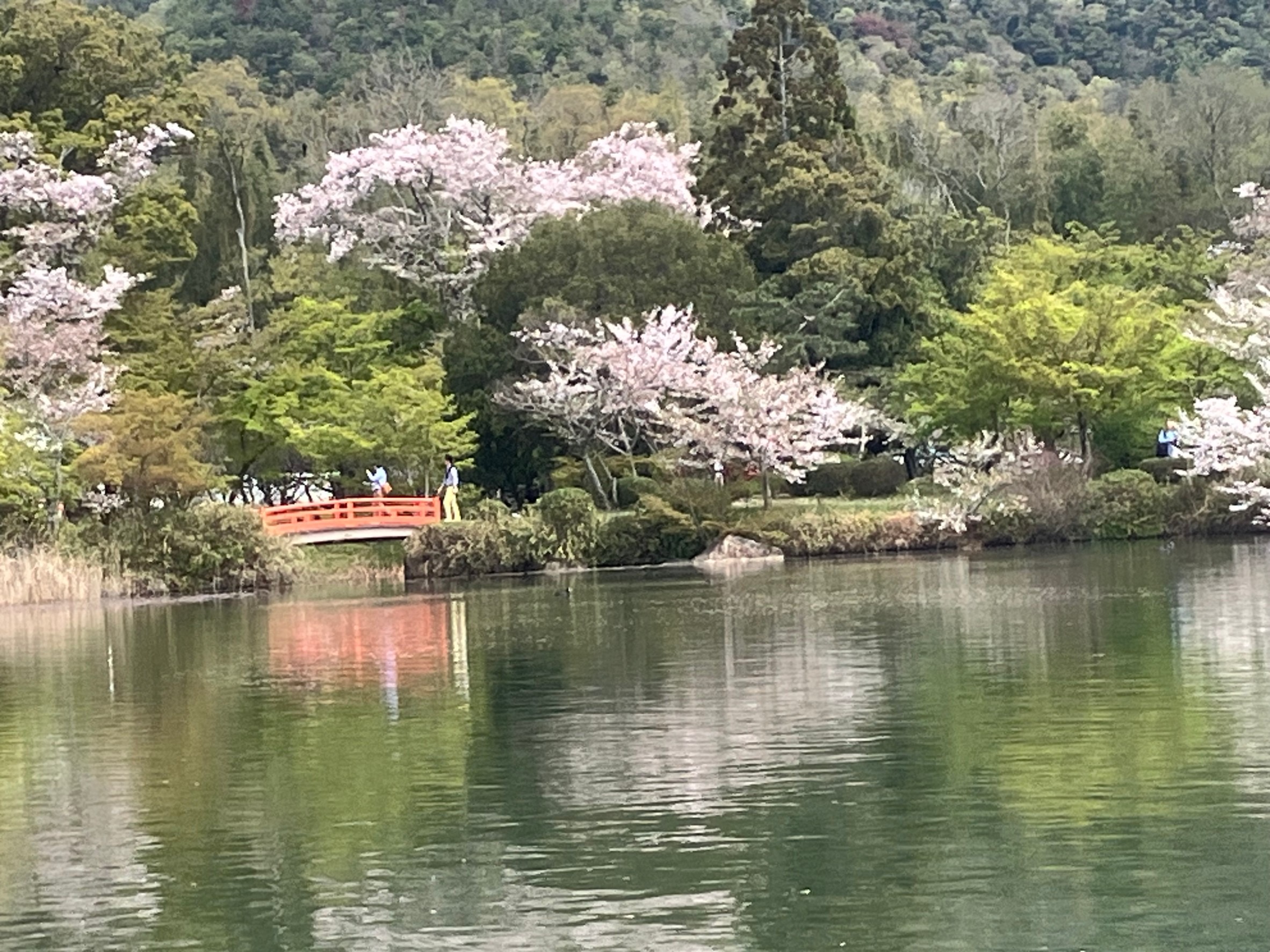 大覚寺　嵯峨御流奉献華道祭　Ｒ6.4.12～14