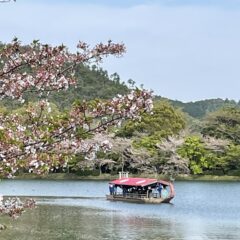 大覚寺　嵯峨御流奉献華道祭　Ｒ6.4.12～14