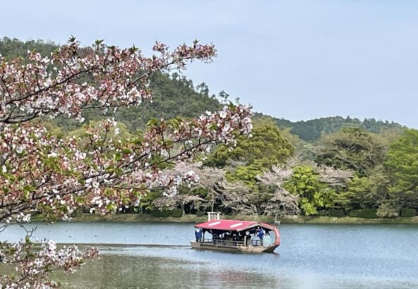 大覚寺　嵯峨御流奉献華道祭　Ｒ6.4.12～14