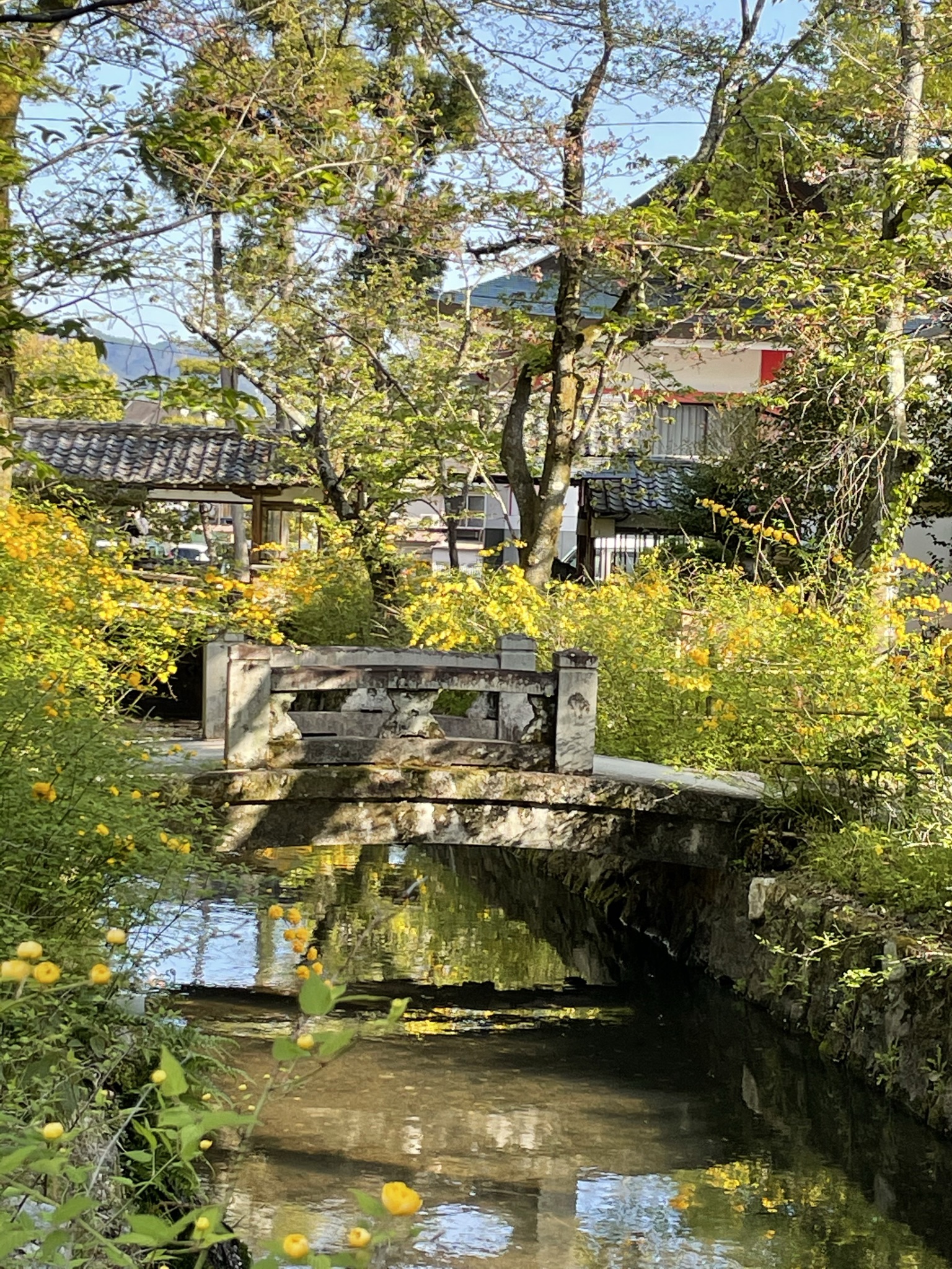 山吹が満開