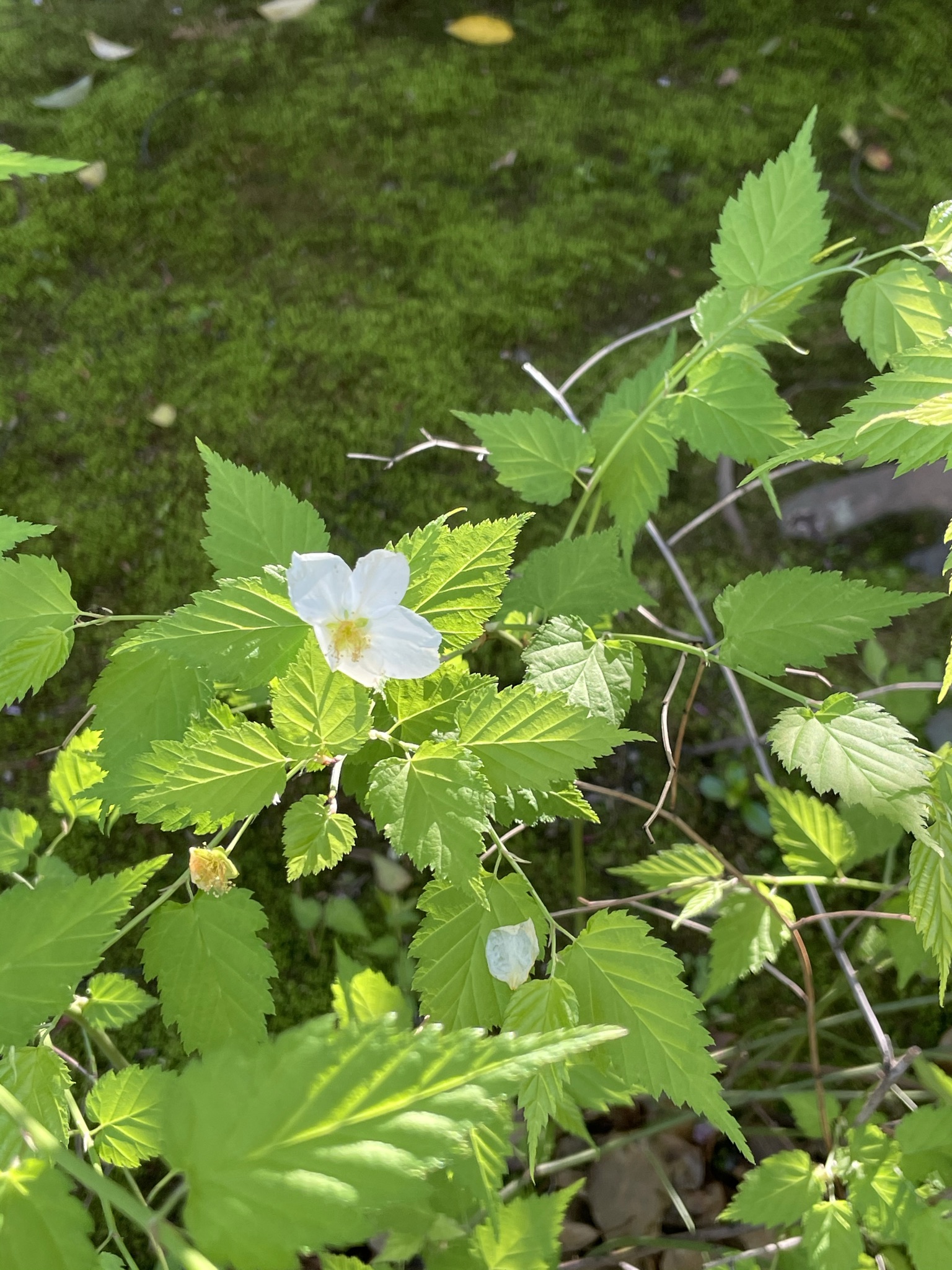 山吹が満開