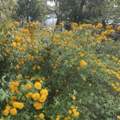 山吹の花　きれい