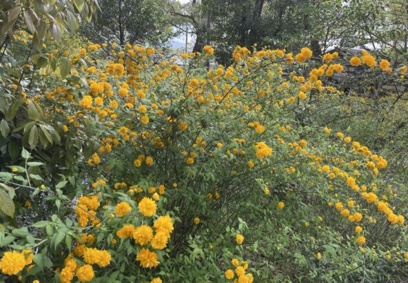 山吹の花　きれい