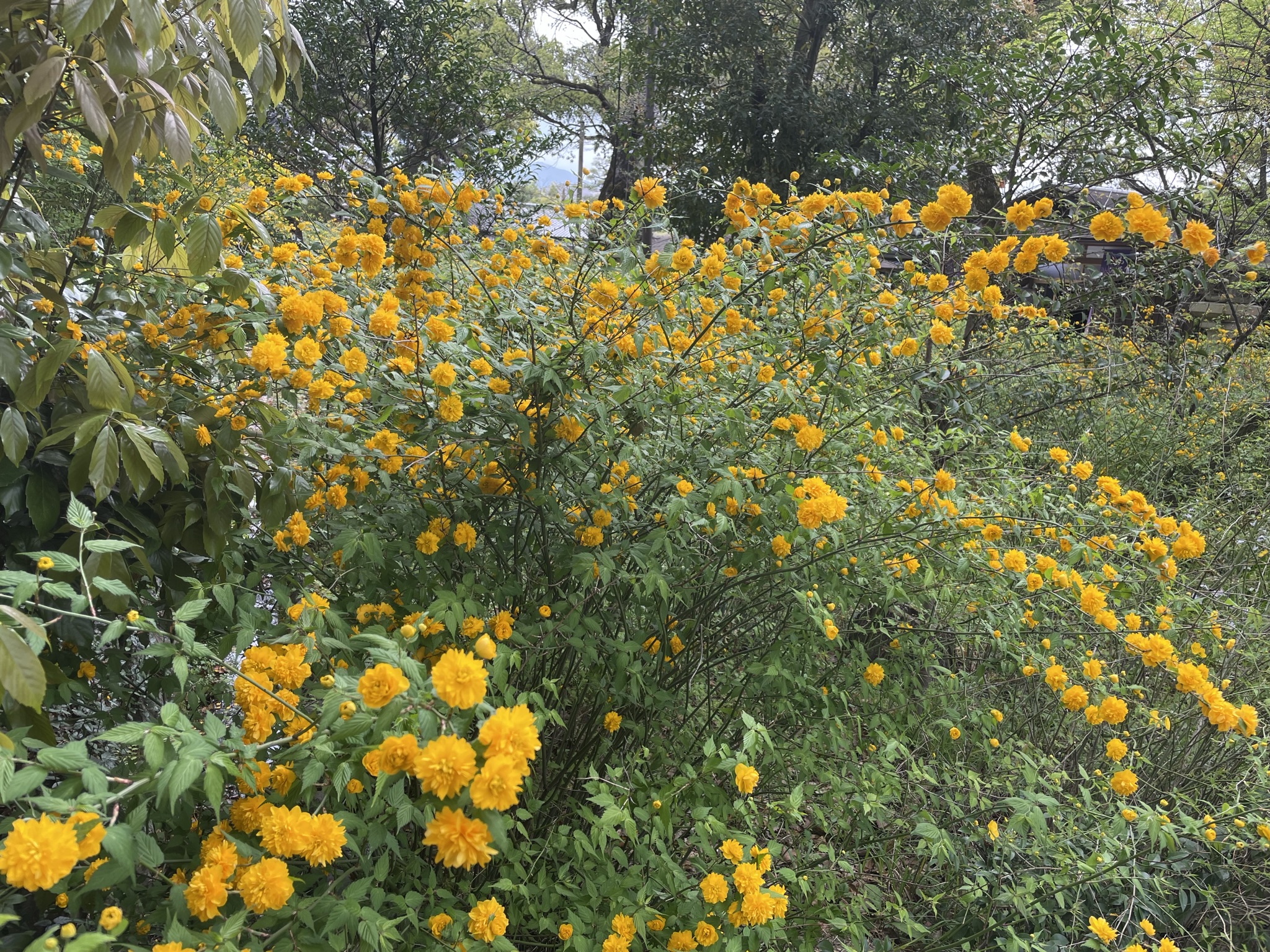 山吹の花　きれい