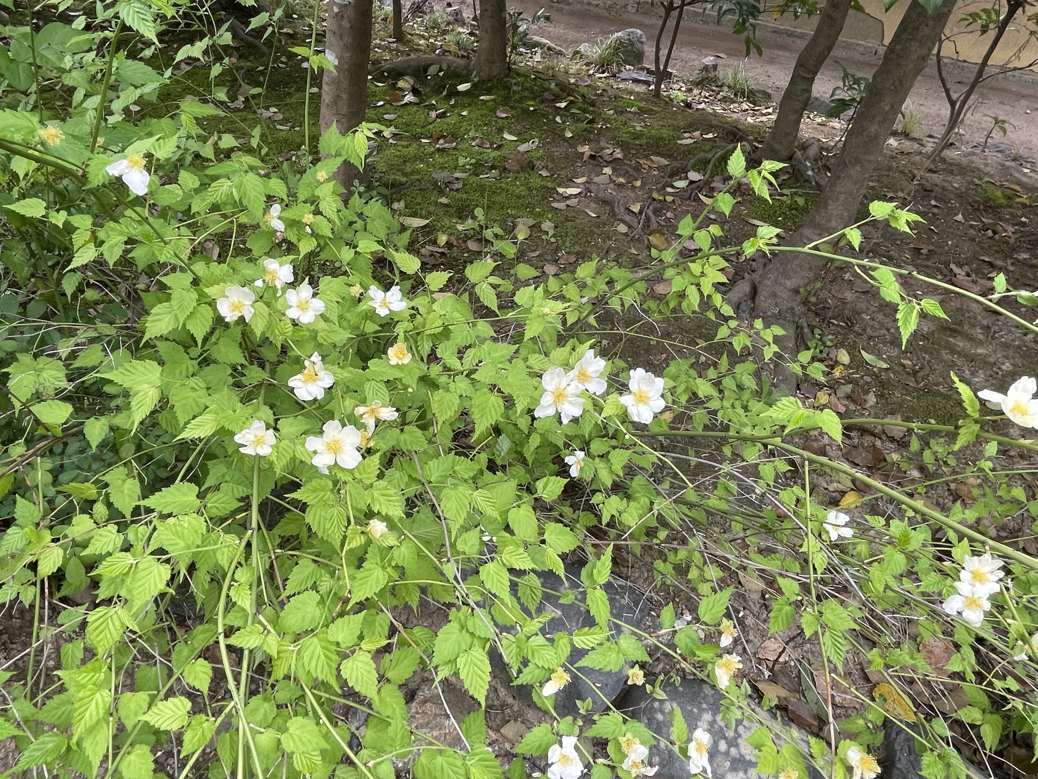 山吹の花　きれい