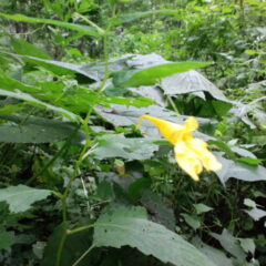 お茶花の自然観察