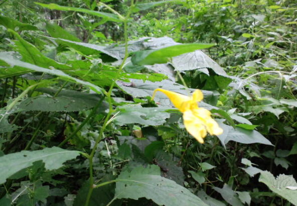 お茶花の自然観察