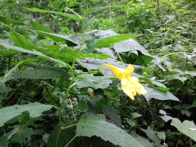 お茶花の自然観察