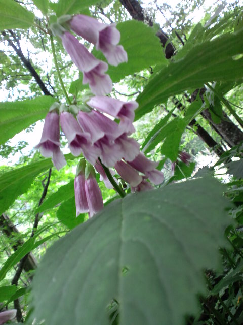 お茶花の自然観察