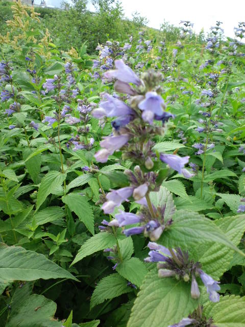 お茶花の自然観察